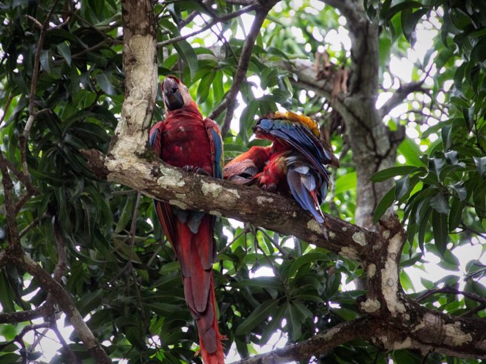 Costa Rica – Tag 8 – Canopy Tour – Weiterfahrt zum Ricon de la Vieja N.P.- Wasserfall Llanos de Cortes
