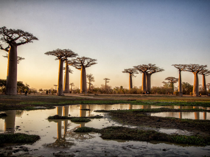 Tag 8 Kirindy Forest Reservat      –                           Baobab Allee          –                          Morondava