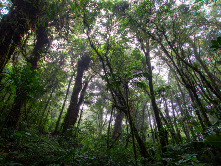 Costa Rica - Tag 7 - Monteverde - Reservat Santa Elena
