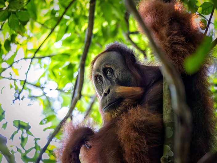Tag 7 - Gunung Leuser Nationalpark - Orang-Uthans