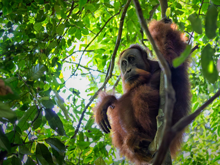 Indonesien Singapur 2025