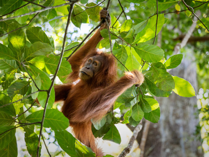 Indonesien - Sumatra