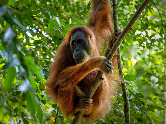 Tag 7 - Gunung Leuser Nationalpark - Orang-Uthans