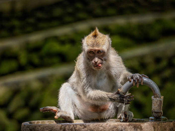 Tag 16 - Ubud, Monkey Forest, Sultans Palast