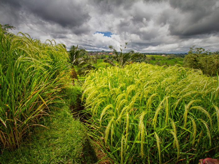 Tag 18 - Barong Tanz, Reisterrassen Jatiluwih, Danu Bratan Tempel