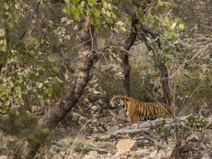 Tag 12 Ranthambhore-Nationalpark