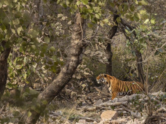 Indien Ranthambhore- Nationalpark Tag 12